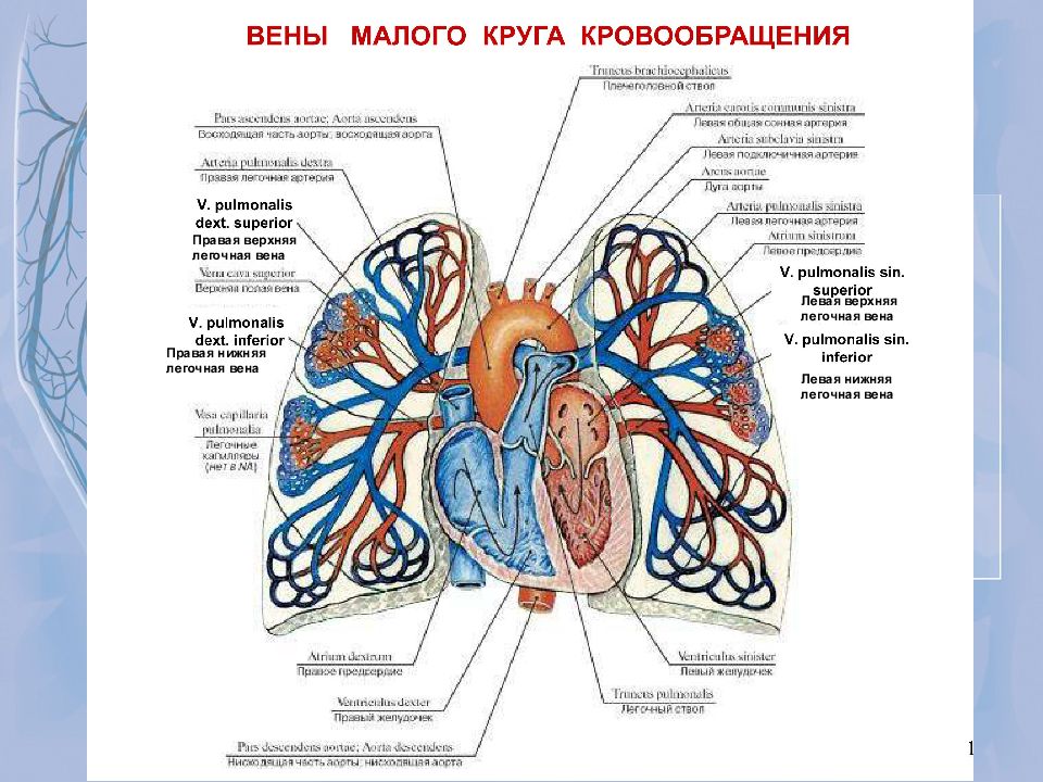 Правая вена. Легочная Вена круг кровообращения. Левая верхняя легочная Вена. Правая нижняя легочная Вена. Правая верхняя легочная Вена.