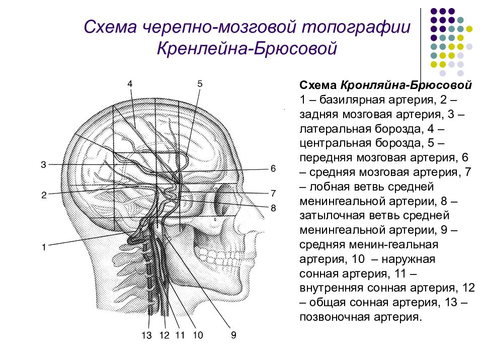Линия свода. Черепно мозговая топография кренлейна. Схема черепно-мозговой топографии кренлейна-Брюсовой. Кренлейна брюсановой. Проекция средней менингеальной артерии по схеме кренлейна.