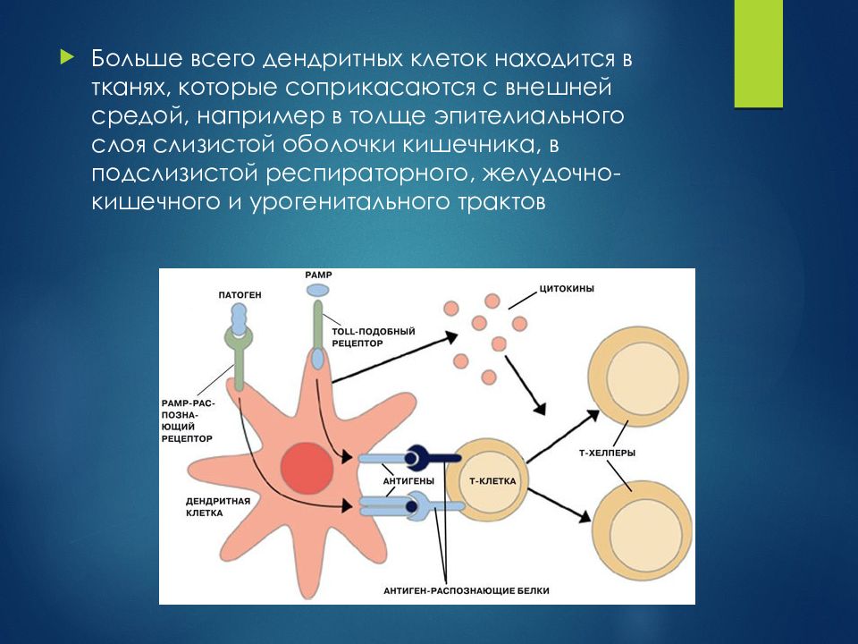 Презентация антигенов дендритными клетками