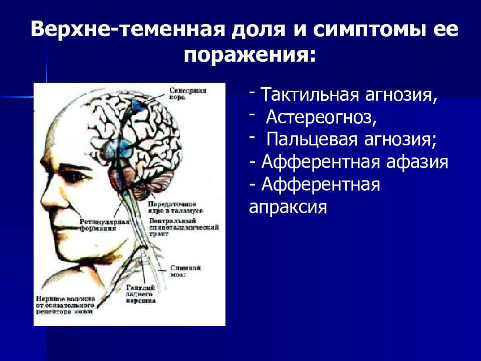 Функции головного мозга в нервной системе. Поражение теменной доли. Симптомы и синдромы поражения теменной доли.