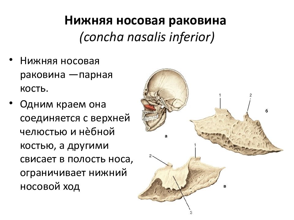 Подвижная кость черепа