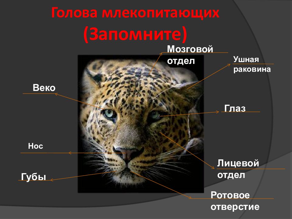 Презентация о любом млекопитающем