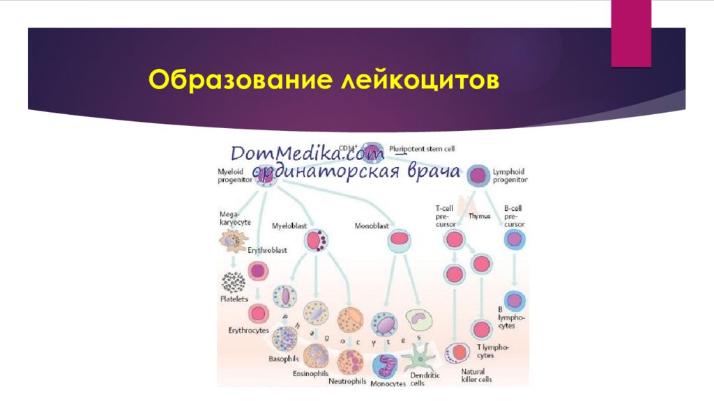 Как повысить лейкоциты. Схема образования лейкоцитов. Лейкоциты место образования и разрушения. Развитие лейкоцитов схема. Лейкоциты процесс образования клетки.