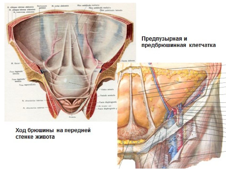 Толстая брюшная стенка. Анатомические области брюшины. Клетчаточные пространства малого таза. Брюшина анатомия передняя стенка.