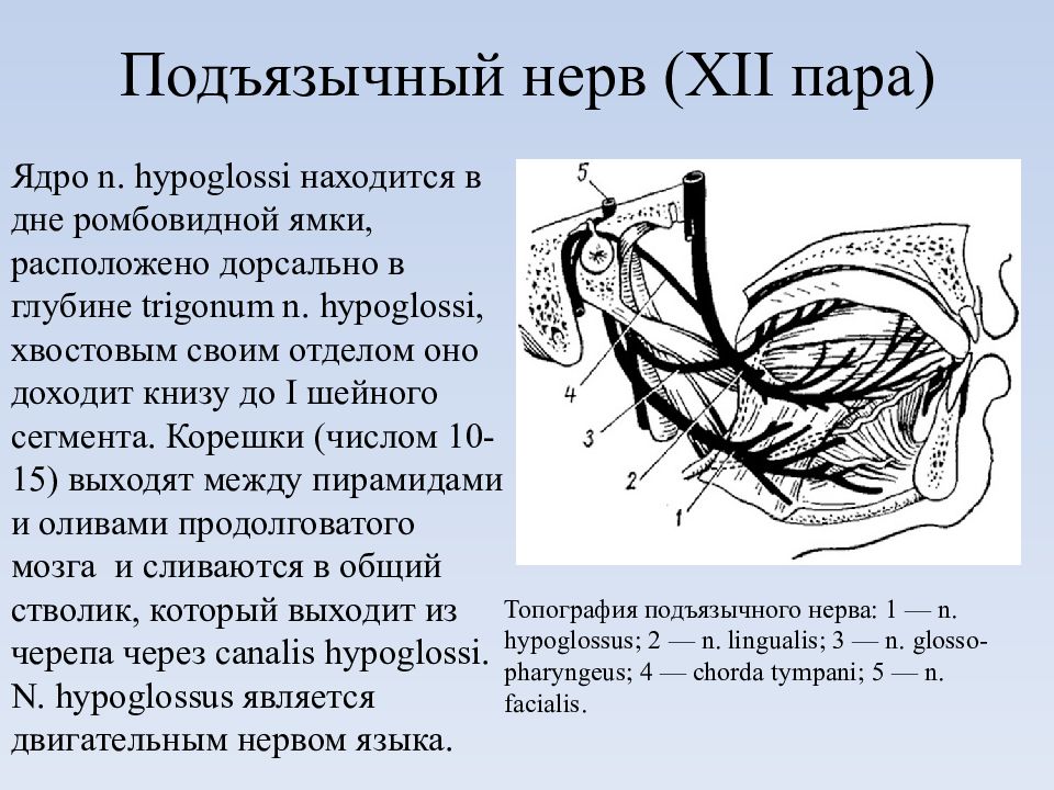 Подъязычный нерв схема