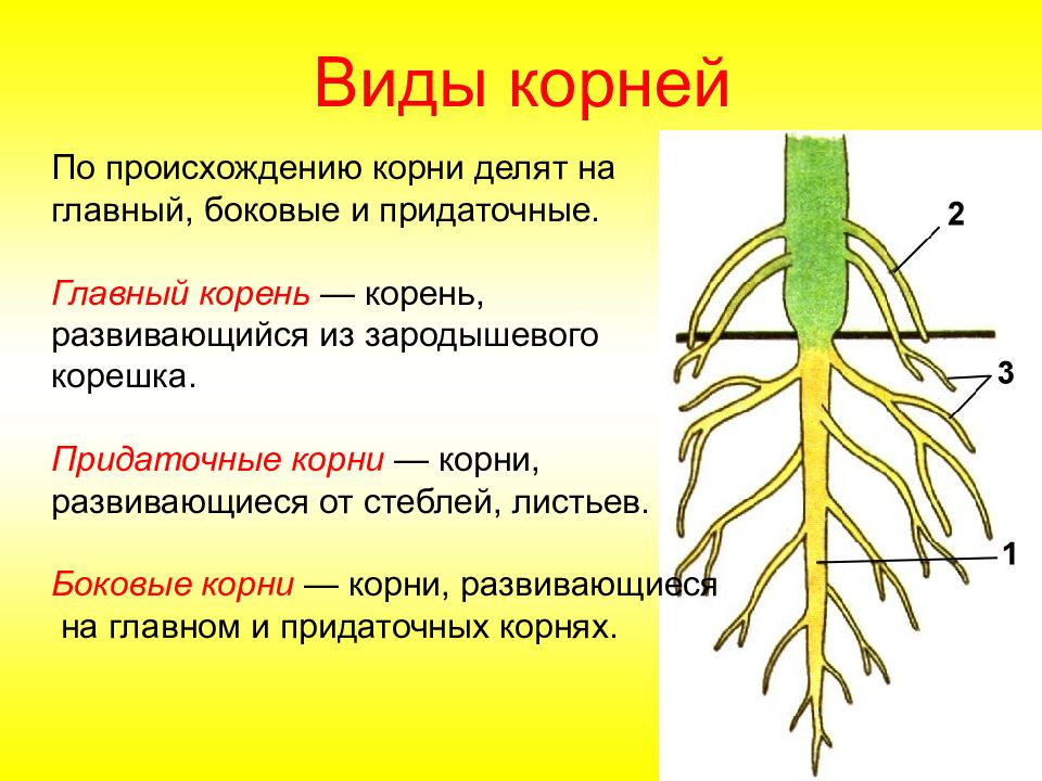 Презентация на тему корень