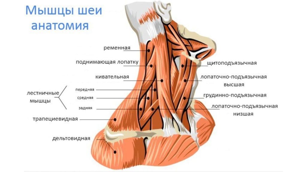 Лопаточно Ключичная фасция