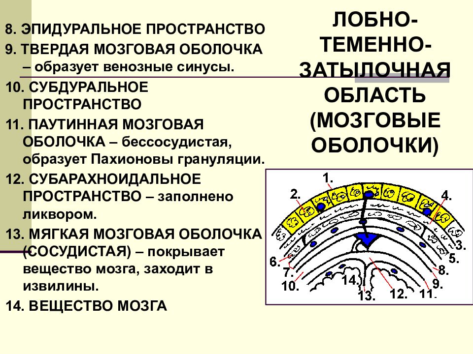 Лобно теменно затылочная область. Паутинная оболочка мозга грануляции. Субдуральное пространство. Границы лобно-теменно-затылочной области.