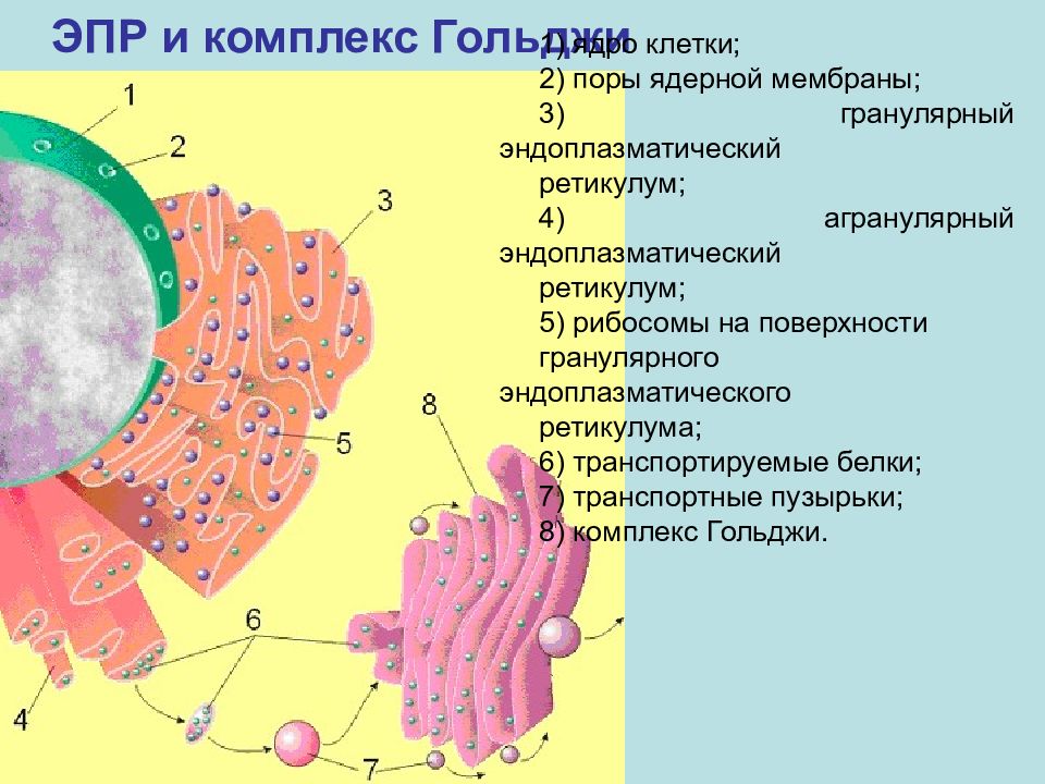 Белки эндоплазматического ретикулума