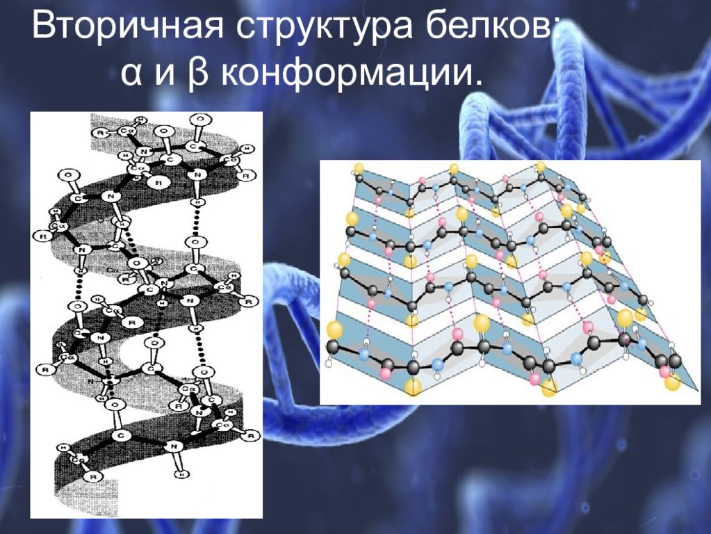 Характеристика вторичной структуры белка. Вторичная структура белка конформация. Вторичная структура белка 3д модель. Конформации вторичной структуры белка. Бета структура вторичной структуры белка.