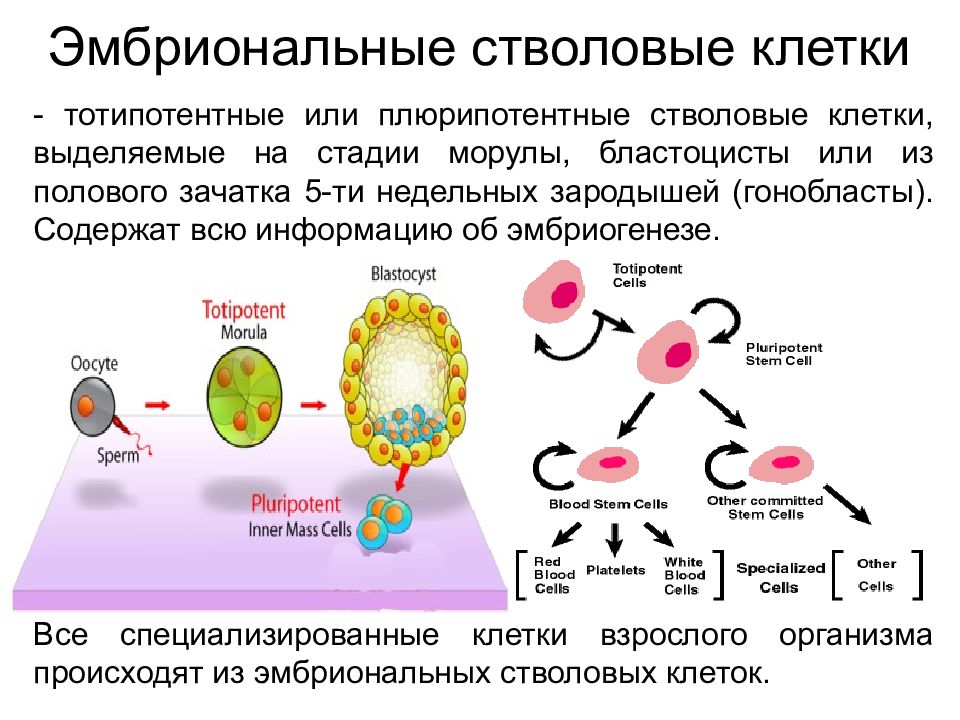 Эмбриональные стволовые клетки презентация