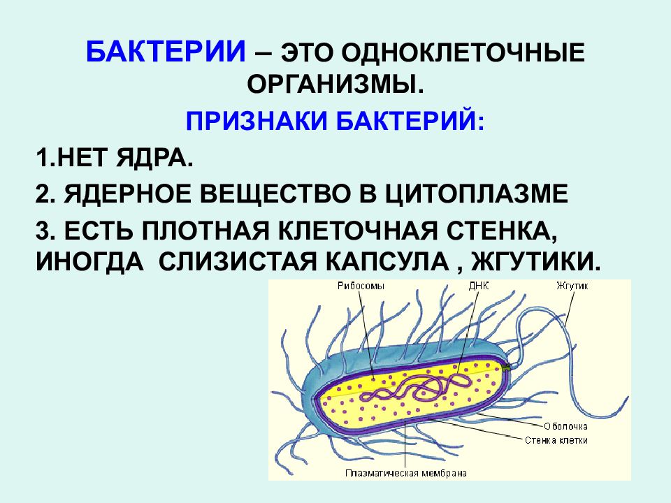 Микроорганизмы 5 класс презентация