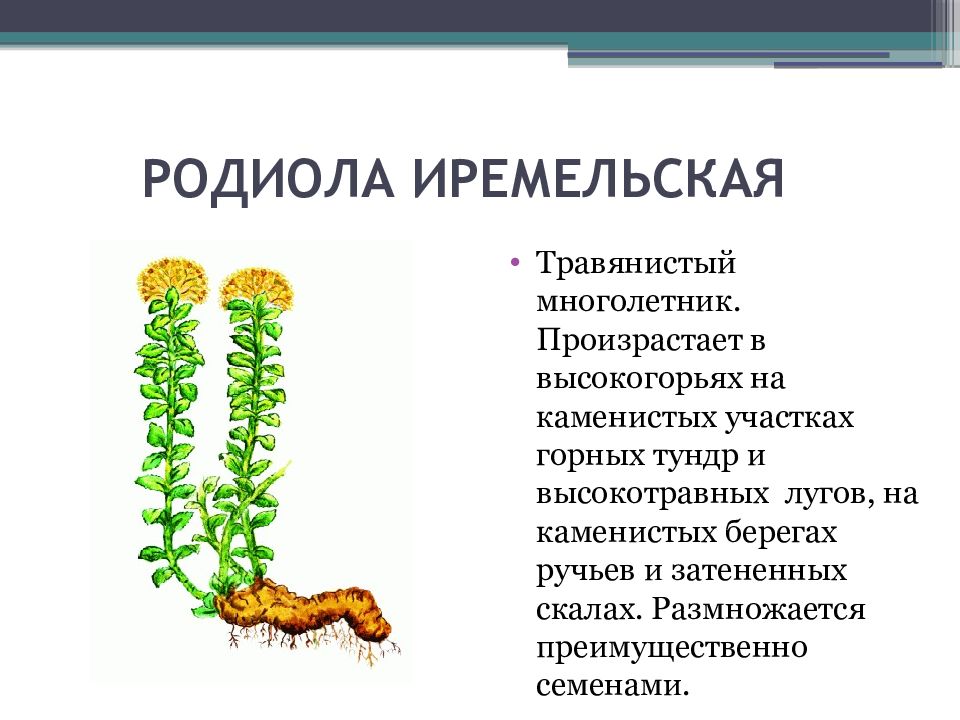 Карта растительности башкортостана