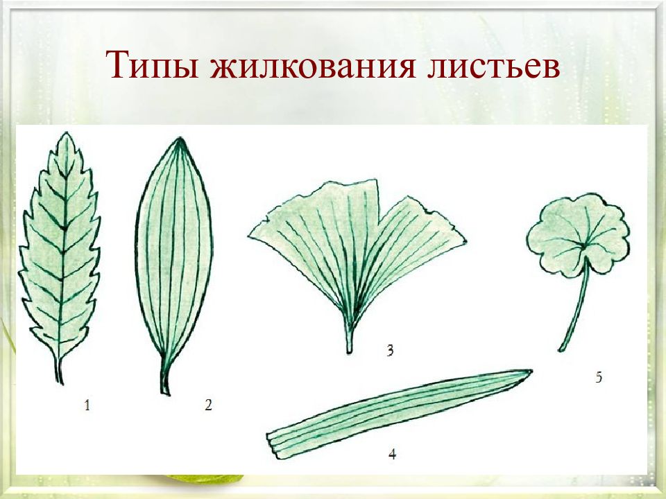 Сложный околоцветник дуговое жилкование. Жилкование листа календулы. Типы жилкования листьев белокочанной капусты. Ромашка Тип жилкования листа. Жилкование листа капусты полевой.