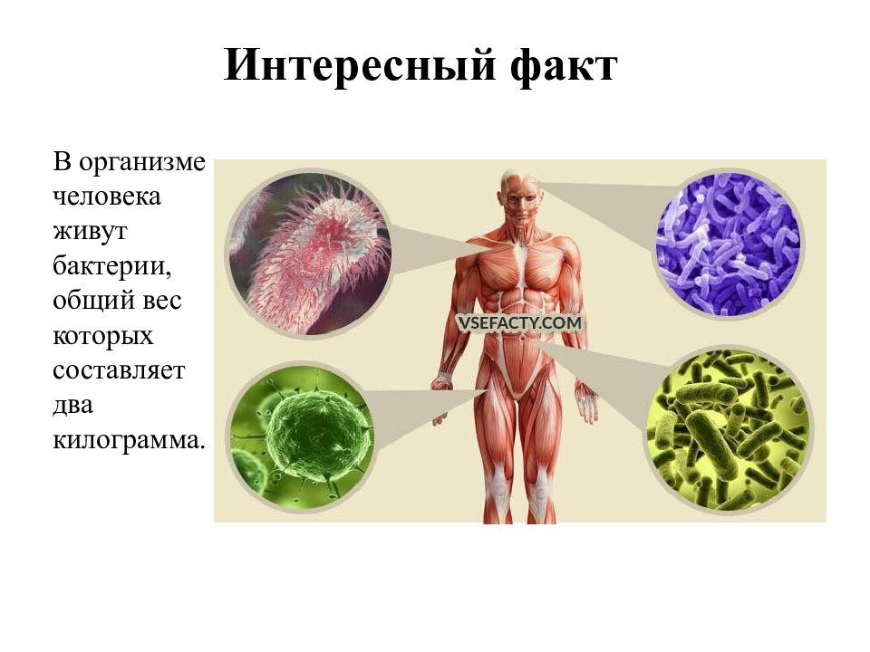 Факты систем органов человека. Удивительные факты о человеческом организме. Интересные факты о теле человека. Бактерии в организме человека. Интересные факты об органах человека.