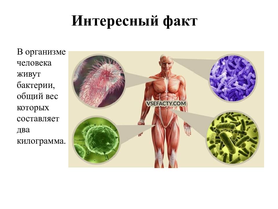 Биология 5 класс человек. Бактерии в организме человека. Интересные факты о организме. Удивительные факты об организме человека. Интересные факты о бактериях.