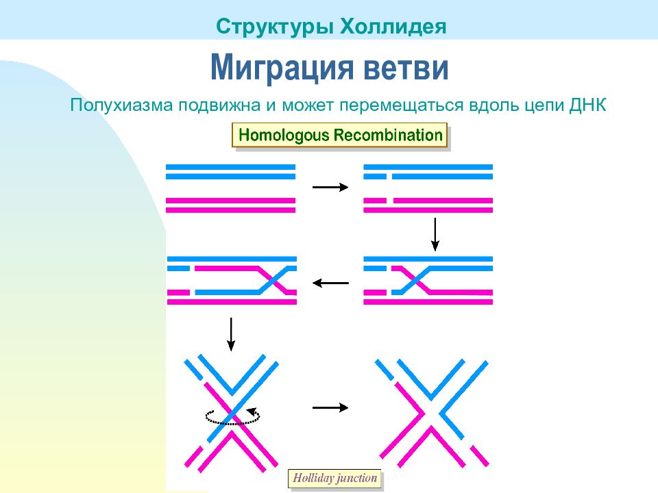 Модель Холлидея. Структура Холлидея. Мигрирующие подвижные генетические элементы. Рекомбинация ДНК.