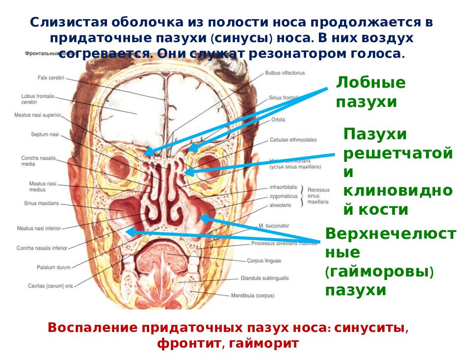 Пазухи анатомия. Придаточные пазухи носа анатомия. Придаточные пазухи полости носа. Строение и функции полости носа придаточных пазух носа. Придаточные пазухи носа строение и функции.