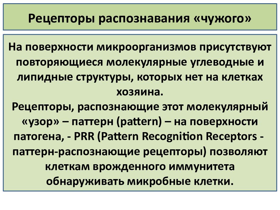 Распознавание чужого в системе врожденного иммунитета. Рецептор клеток иммунной системы. Функции иммунной системы таблица. Контактные взаимодействия клеток иммунной системы. Характеристика основных рецепторов врожденного иммунитета.