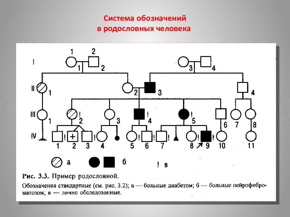 Родословная человека