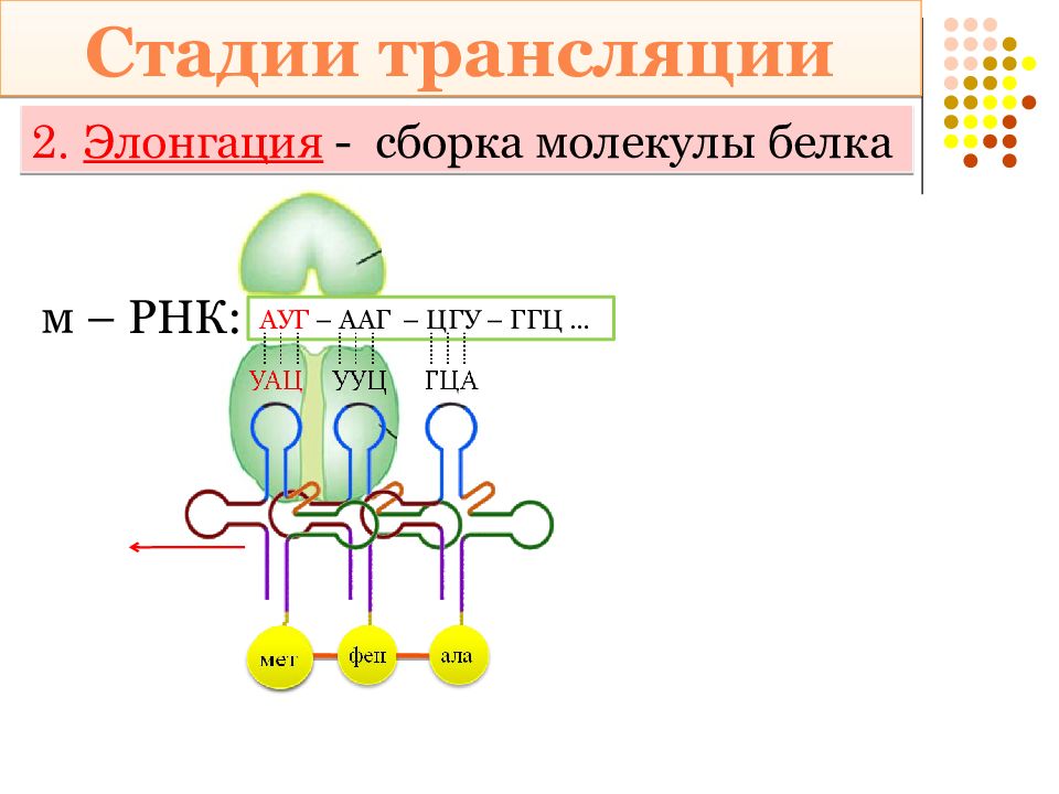 Трансляция картинка биология