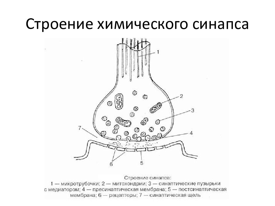 Синаптическая щель на рисунке