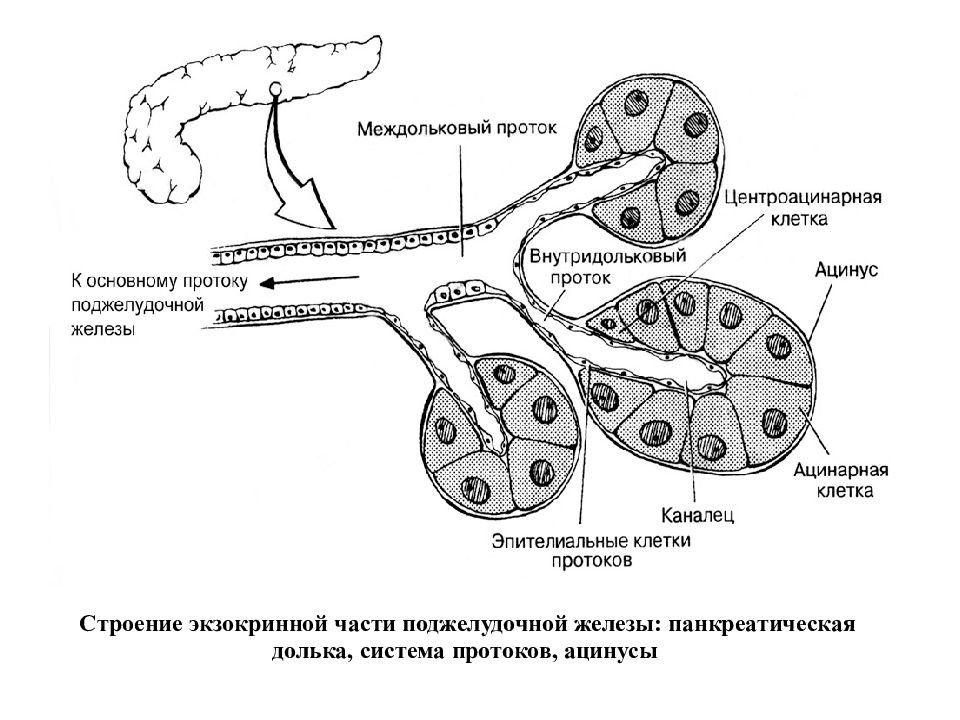 Эпителий печени и поджелудочной железы. Дольчатое строение поджелудочной железы. Строение поджелудочной железы гистология. Выводной проток поджелудочной железы. Схема экзокринной части поджелудочной железы.