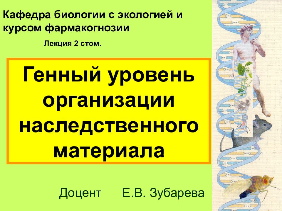 Кафедра биологии с экологией и курсом фармакогнозии Доцент Е.В. Зубарева Лекция
