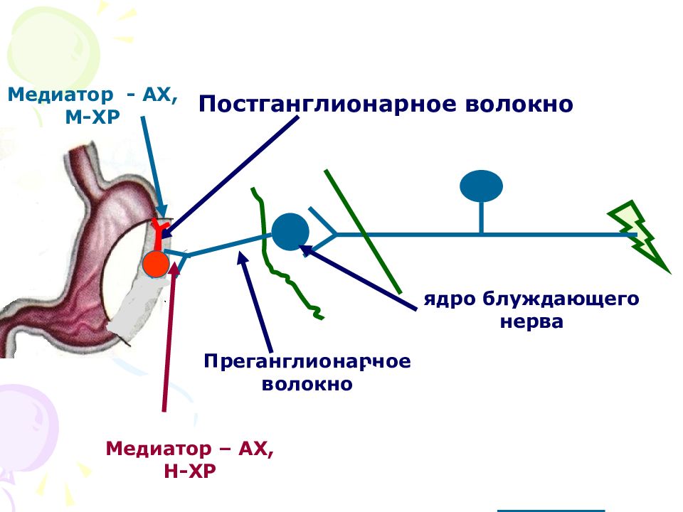 Преганглионарные симпатические нейроны. Преганглионарные волокна. Преганглионарные волокна образованы. Преганглионарные волокна отходят от. Длинные преганглионарные волокна имеет периферический отдел.