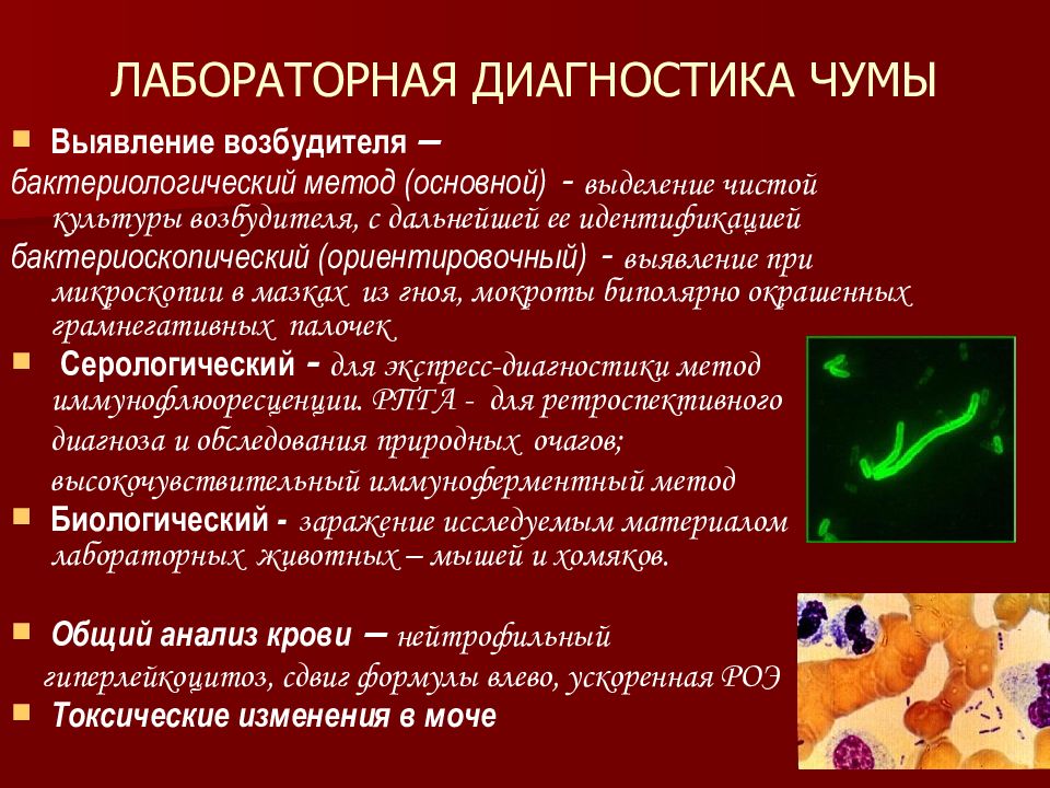 Признаки особо опасной инфекции. Методы диагностики чумы. Конвенционные болезни. Метод ранней диагностики чумы.