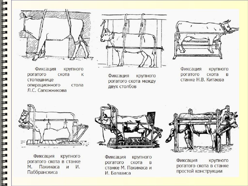 Методика крс. Методы фиксации КРС. Типы станков для фиксации КРС. Фиксация КРС В стоячем положении в станке. Станки для фиксации крупного рогатого скота.