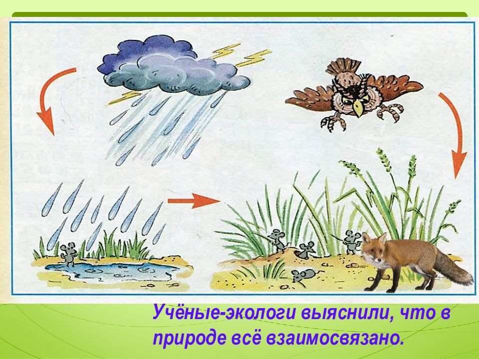 Взаимосвязано. В природе все взаимосвязано. В природе все взаимосвязано доклад. Взаимосвязан с природой. Как понять в природе все взаимосвязано.