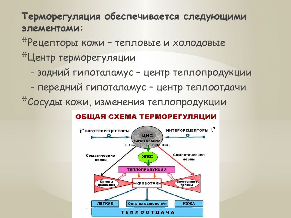 Центр терморегуляции. Центр терморегуляции расположен. Способы терморегуляции человека. Нарушение терморегуляции.