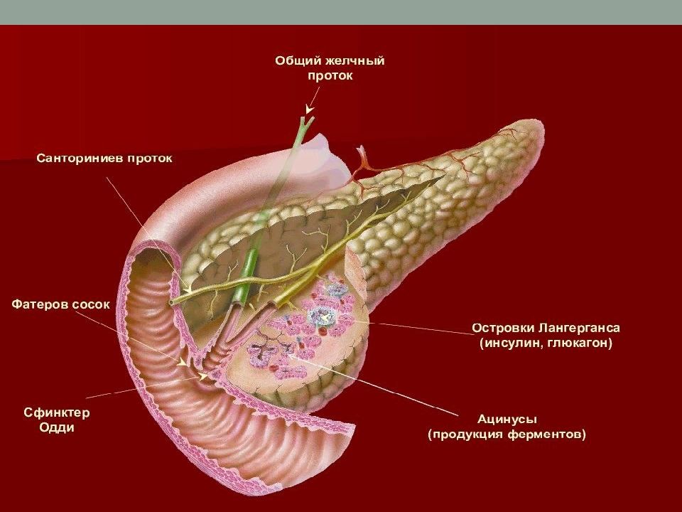 Проток. Строение дольки поджелудочной железы. Строение поджелудочной железы анатомия. Привес поджелудочная железа. Анатомия протоков поджелудочной железы.