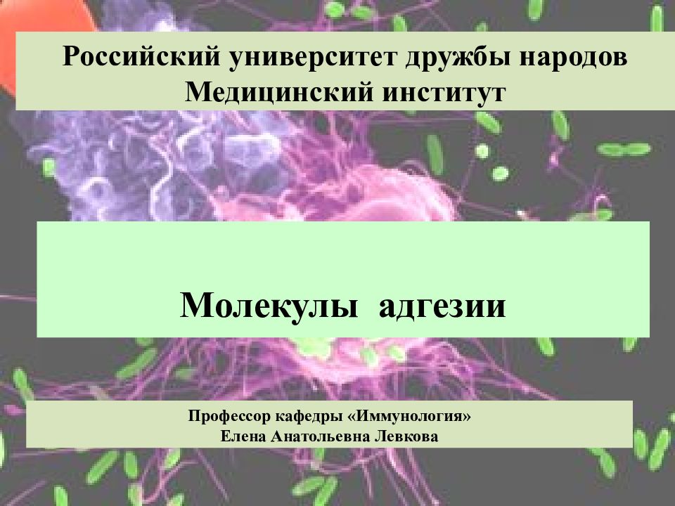 Молекулы адгезии