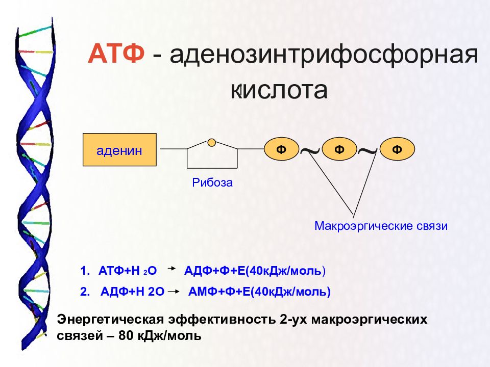 Органические вещества нуклеиновые кислоты 10 класс презентация