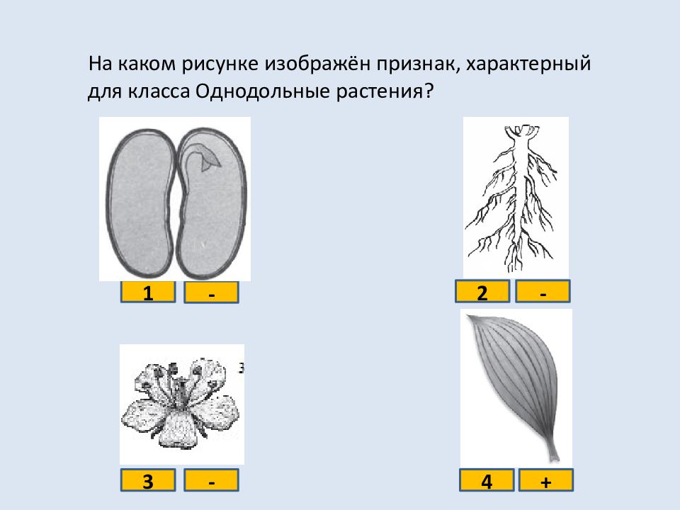 Рассмотри рисунок выбери из списка три признака характерных для изображенного растения