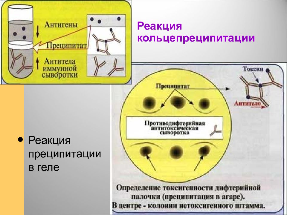 Реакция преципитации картинки