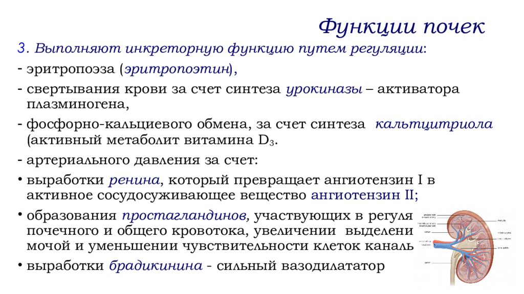 Презентация анатомо физиологические особенности мочевыделительной системы