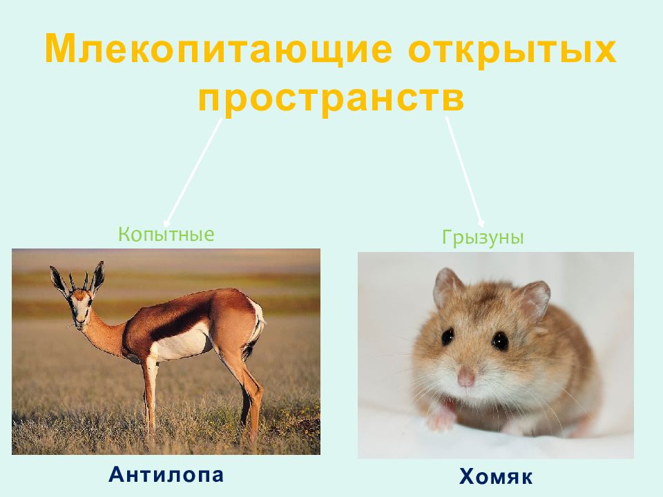 Группа млекопитающих животных. Млекопитающие открытых пространств. Тема млекопитающие. Экологические группы млекопитающих. Млекопитающие открытых пространств представители.