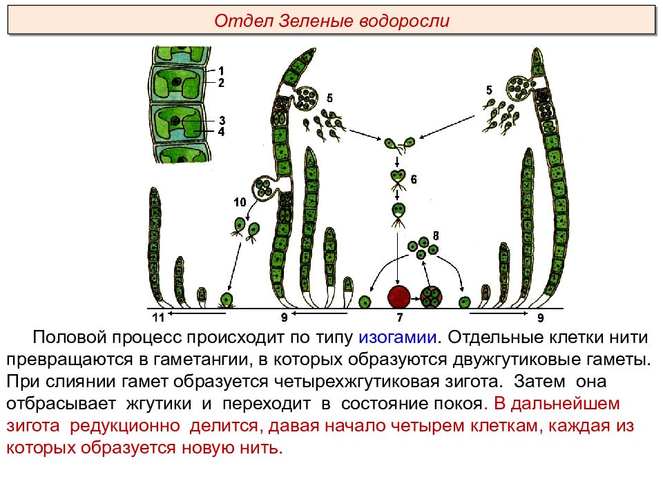 Какие признаки характерны отделу к которому относят растение изображенное на рисунке водоросли