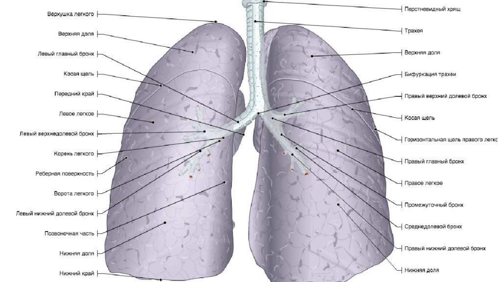 Отделы легких. Легкие строение. Верхняя доля правого легкого. Строение левого легкого. Строение правого легкого.