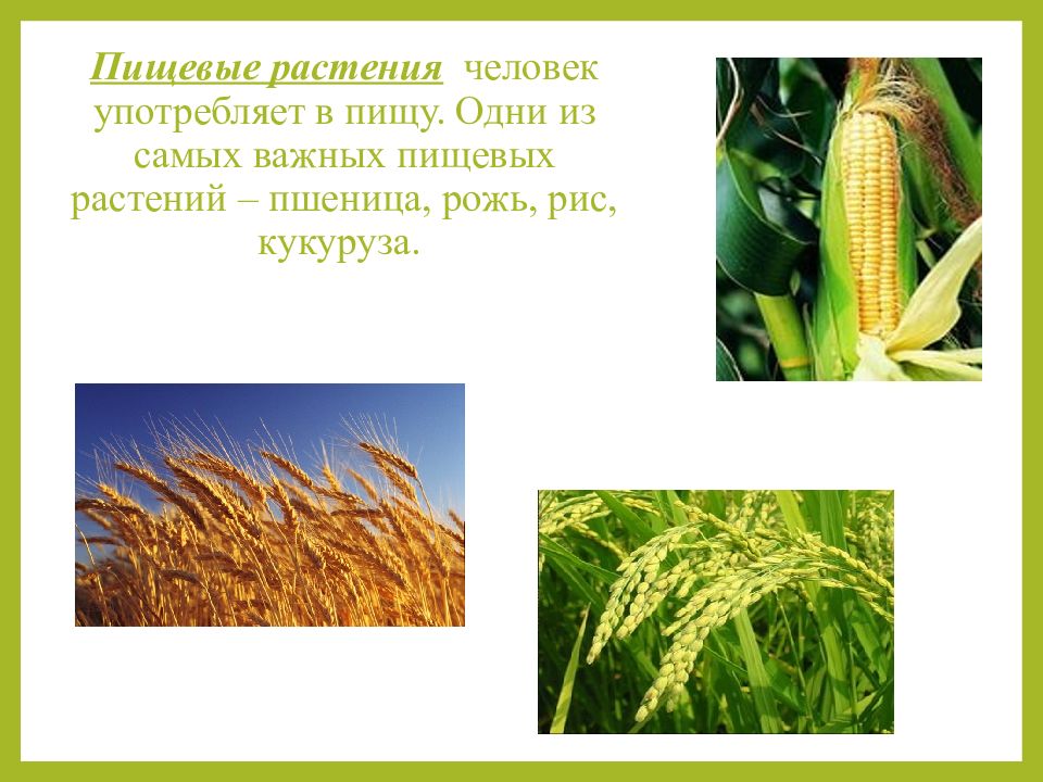Пшеница это однодольное или двудольное. Однодольные растения кукуруза. Однодонные растения кукуруза. Кукуруза кукуруза однодольное или. Кукуруза двудольное.