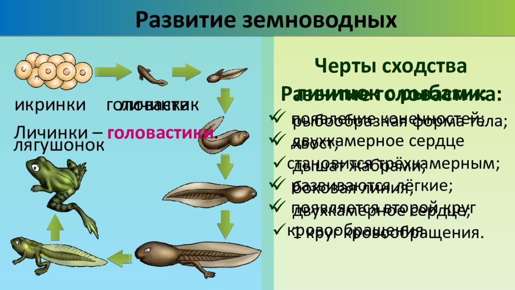 Размножение и развитие лягушки схема