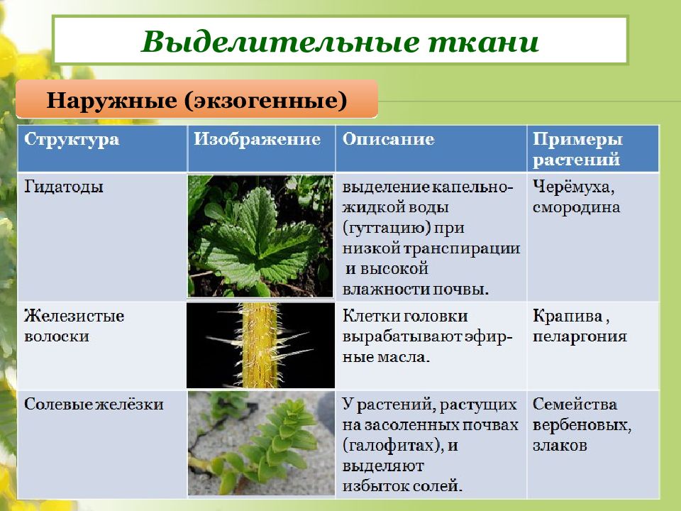 Важнейшие сельскохозяйственные растения 6 класс презентация пасечник