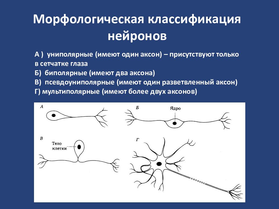Примеры нервных клеток. Классификация нейронов схема. Псевдоуниполярные Нейроны функции. Схема морфологической классификации нейронов. Морфологическая классификация нейронов таблица.