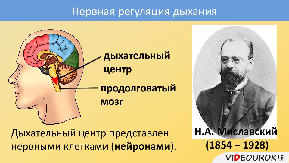 Регуляция дыхания мозг