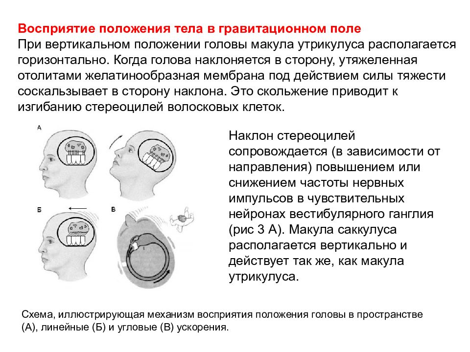 Определяющий положение тела в пространстве. Механизмы вестибулярного восприятия. Восприятие тела в пространстве. Положение тела в пространстве. Механизм восприятия изменения положение тела в пространстве.