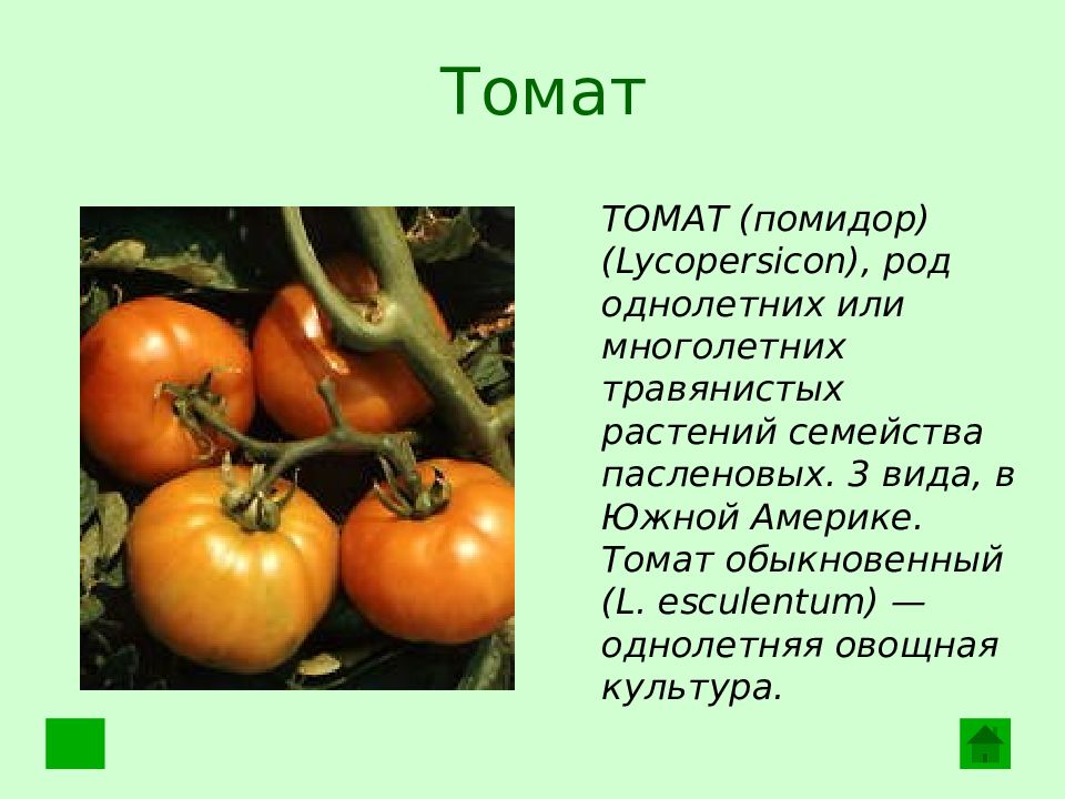 Сорта растений 2 класс. Томат биология 6 класс. Культурные растения томат. Культурные растения травянистые овощи. Рассказ о любой овощной культуре.