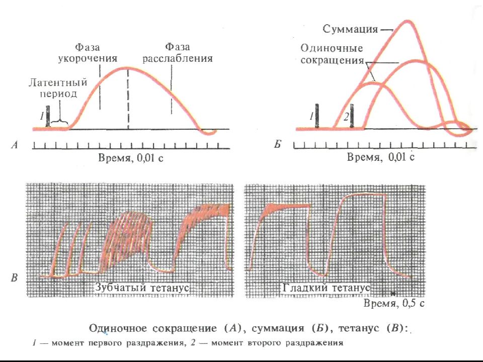 Время одиночной. Латентный период сокращения мышцы. Латентный период фаза укорочения фаза расслабления. Суммация мышечных сокращений зубчатый и гладкий тетанус. Фазы одиночного сокращения.